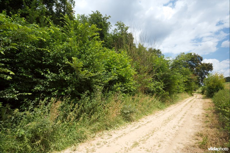 Leefgebied van de Iepenpage