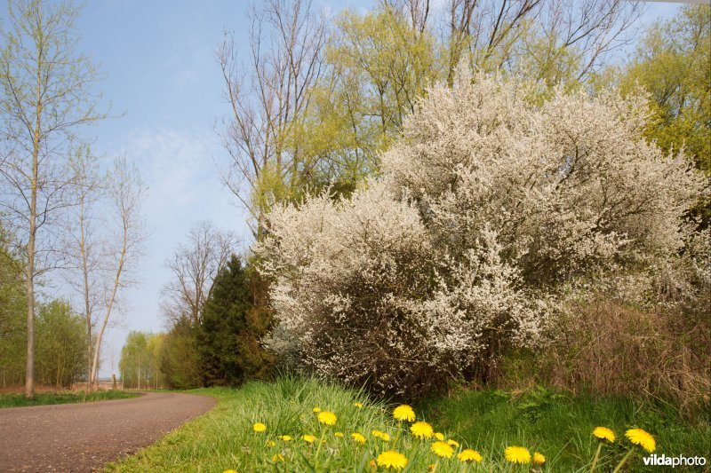Sleedoorn in bloei
