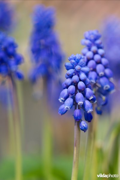 Blauwe druifjes