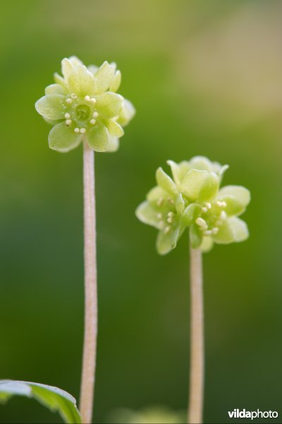 Muskuskruid