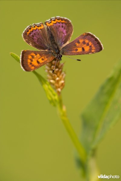 Blauwe vuurvlinder op waardplant