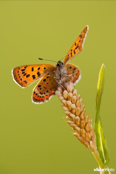 Blauwe vuurvlinder op waardplant