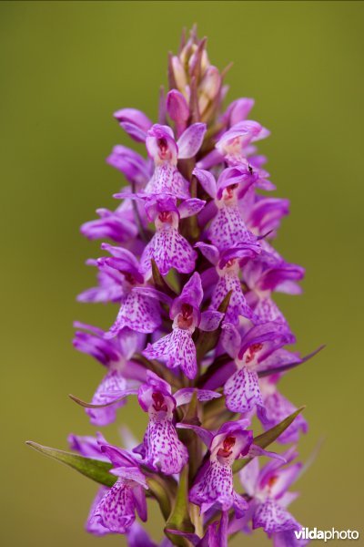 Gevlekte orchis