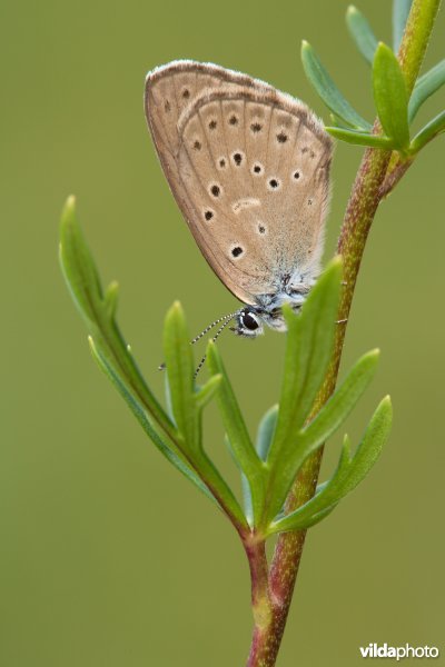 Gentiaanblauwtje