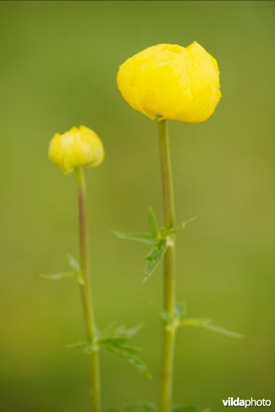 Europese trollius
