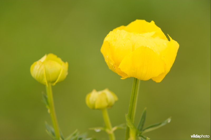 Europese trollius