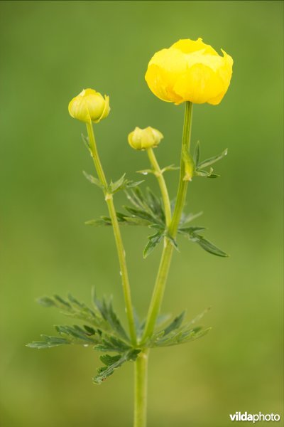 Europese trollius