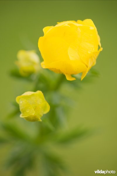 Europese trollius