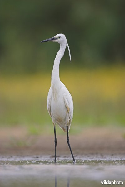 Strekkende Kleine zilverreiger