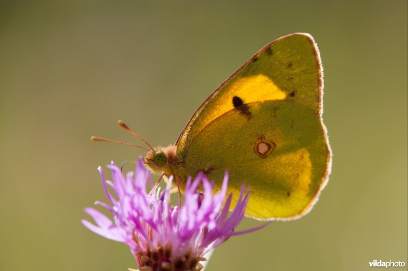 Vlinder in tegenlicht