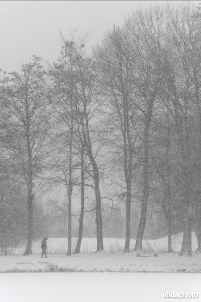 Besneeuwd stadspark