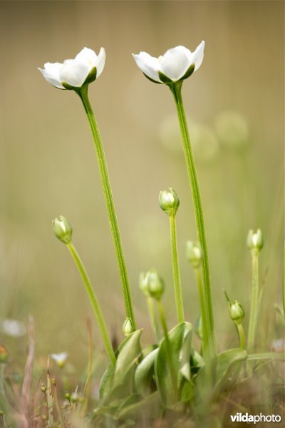 Parnassia