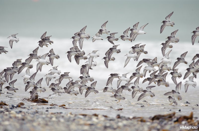 Een vlucht paarse strandlopers en drieteenstrandlopers