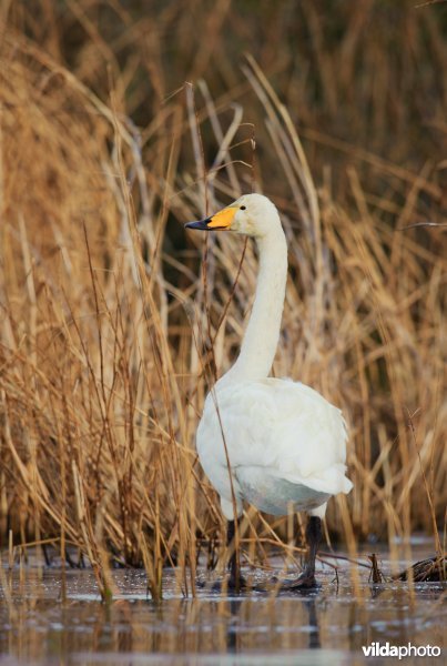 Wilde zwaan langs een rietkant op bevroren water