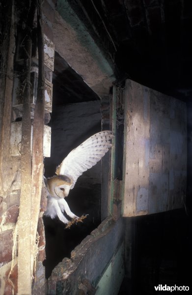 Kerkuil vliegt binnen