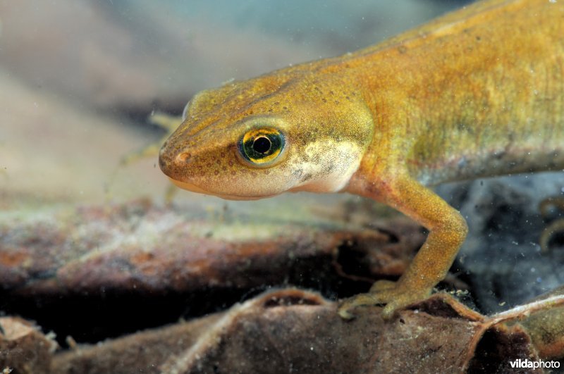 Portret van vinpootsalamander