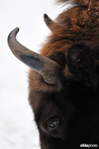 Wisent