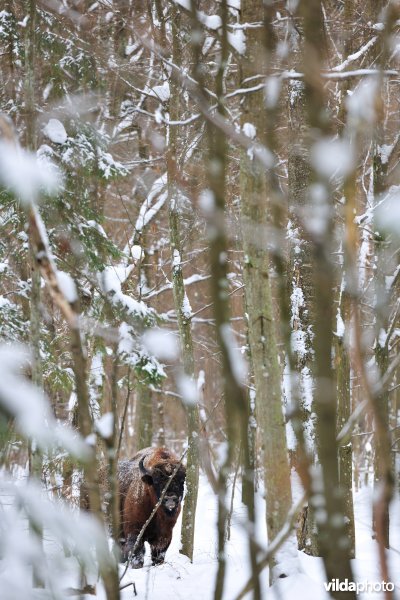 Wisent