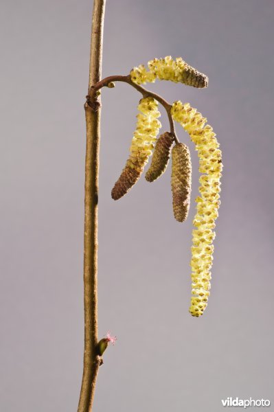 Twijg met bloemen van Hazelaar