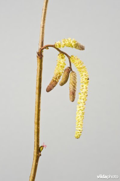 Twijg met bloemen van Hazelaar