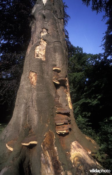 waslakzwam in plantentuin Meise