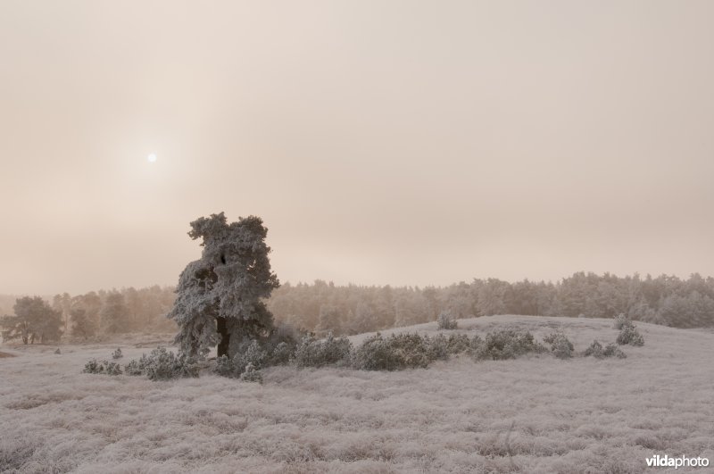 Berijpt landschap op de Veluwezoom