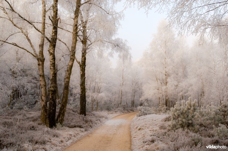 Berijpt landschap op de Veluwezoom