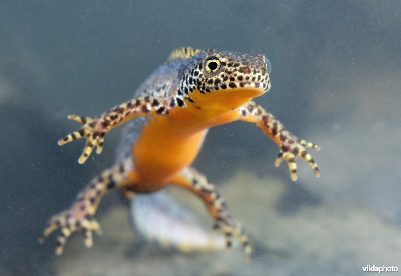 Alpenwatersalamander