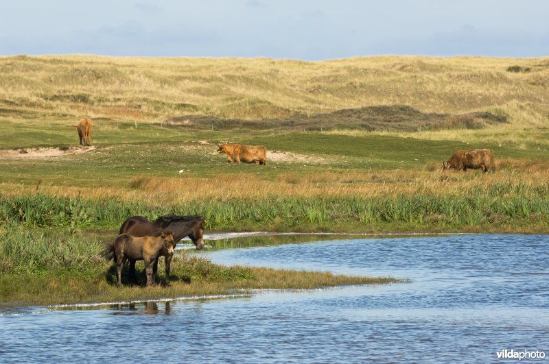 Begraasde duinvallei op Texel