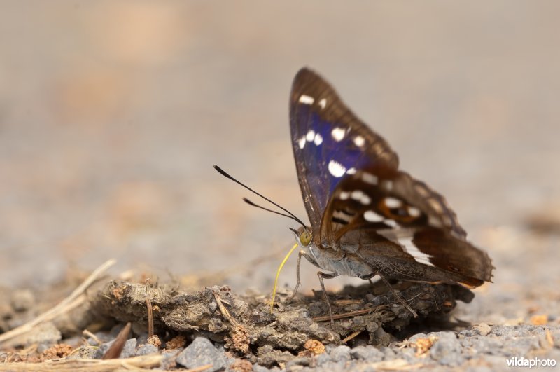 Grote weerschijnvlinder