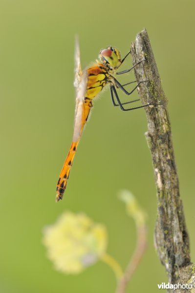 Kempense heidelibel