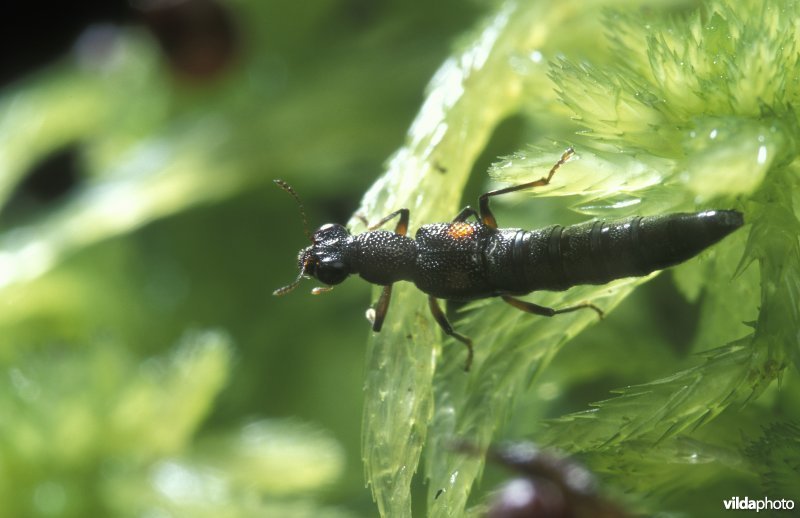 Een veenkortschildkever