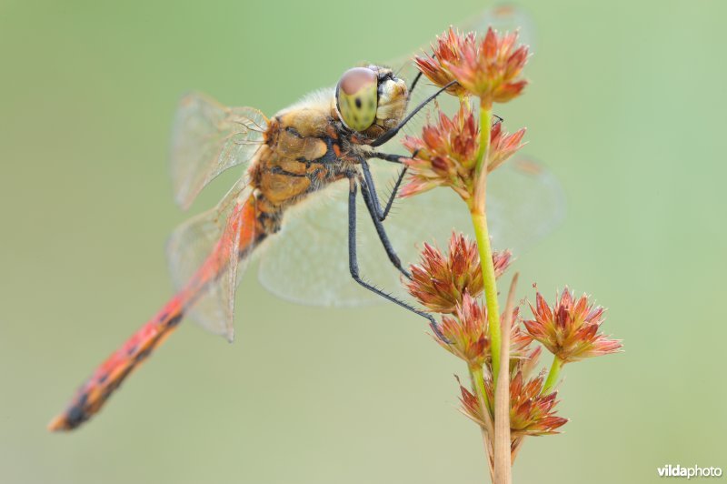 Kempense heidelibel