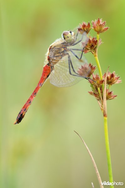 Kempense heidelibel