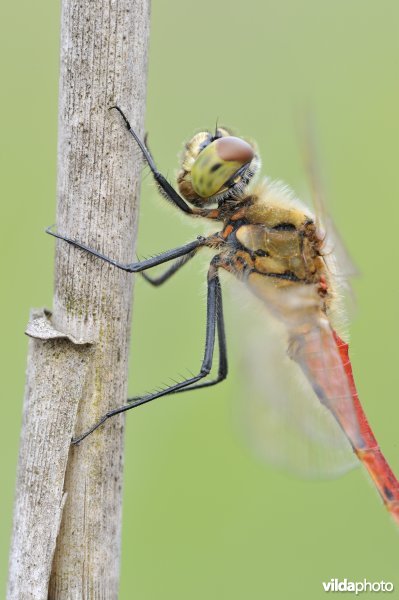 Kempense heidelibel