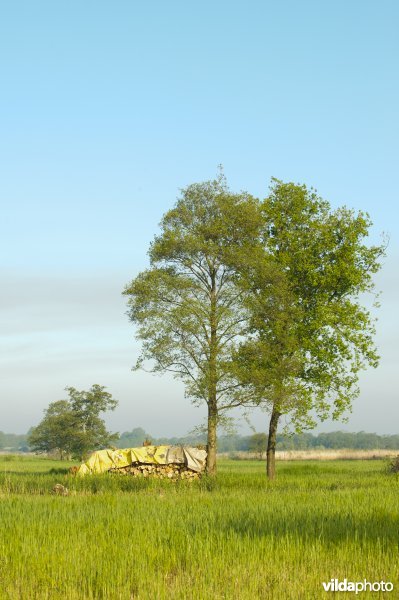 Landschap in de Wieden