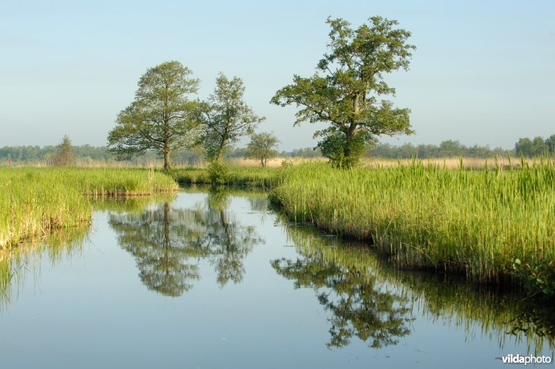 Landschap in de Wieden