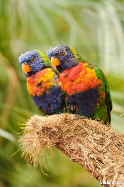 Lori van de Blauwe Bergen