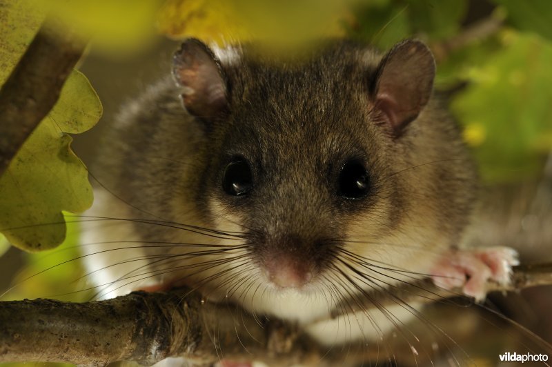 Relmuis in een oude eik.