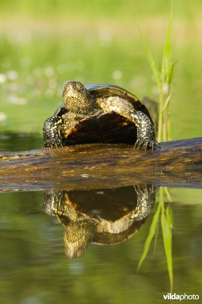 Portret van een moerasschildpad