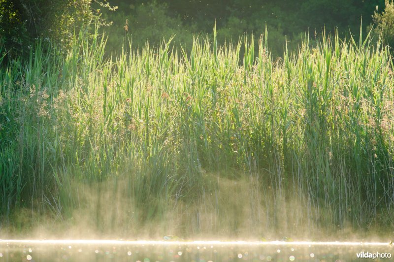 Riet langs een meer