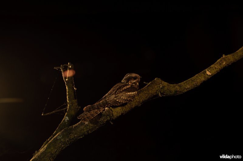 Nachtzwaluw bij nacht