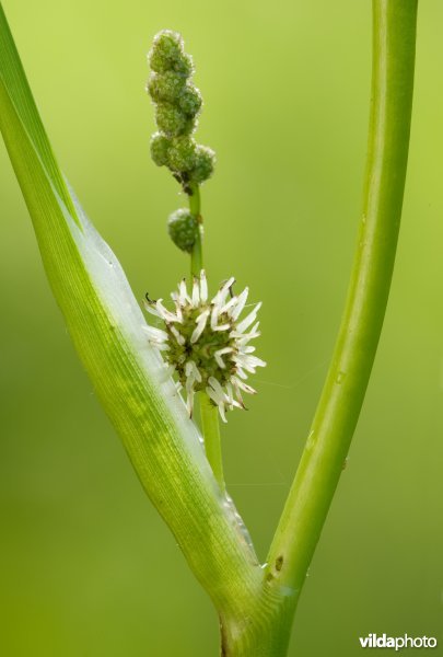 Grote egelskop