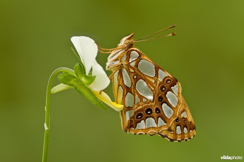 Kleine parelmoervlinder