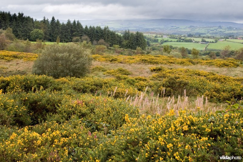 Gaspeldoornstruweel in Ierland