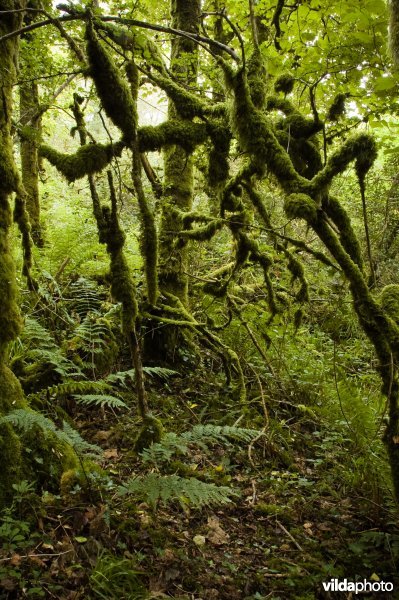 Bos met mossen en varens