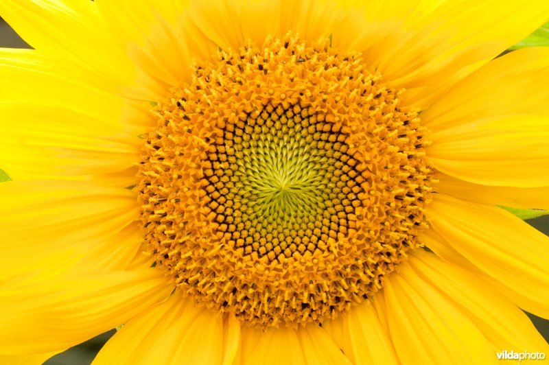 Zonnebloem