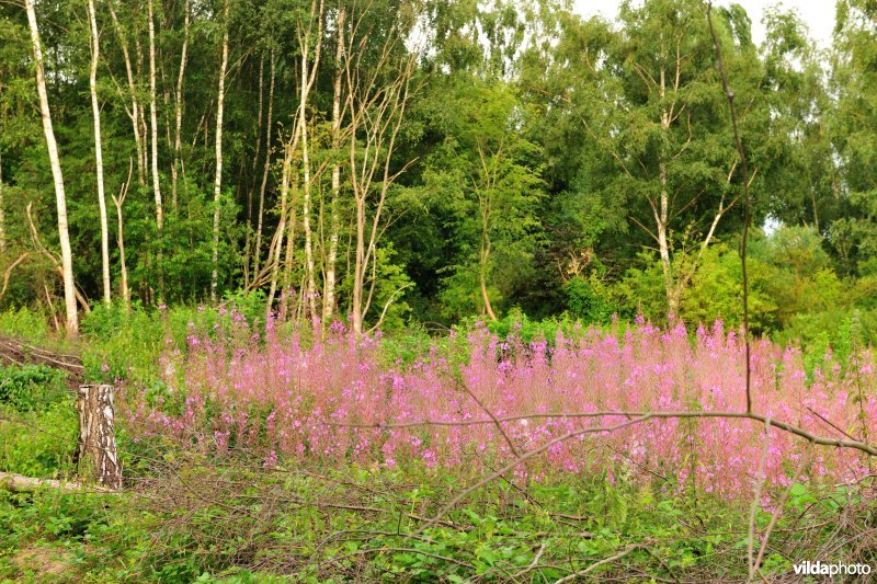 Kapvlakte met Wilgeroosjes