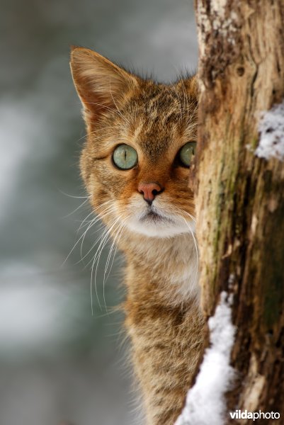 Wilde kat