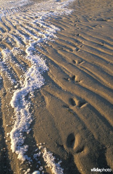 Sporen op het strand